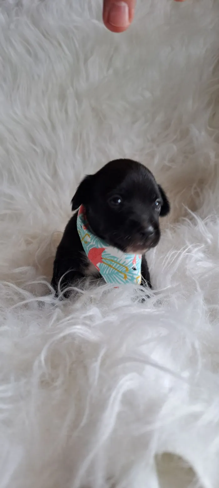 Cachorro raça SRD-ViraLata idade 2 a 6 meses nome Nara