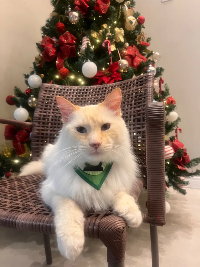 Gato raça SRD-ViraLata idade 6 ou mais anos nome Hulk