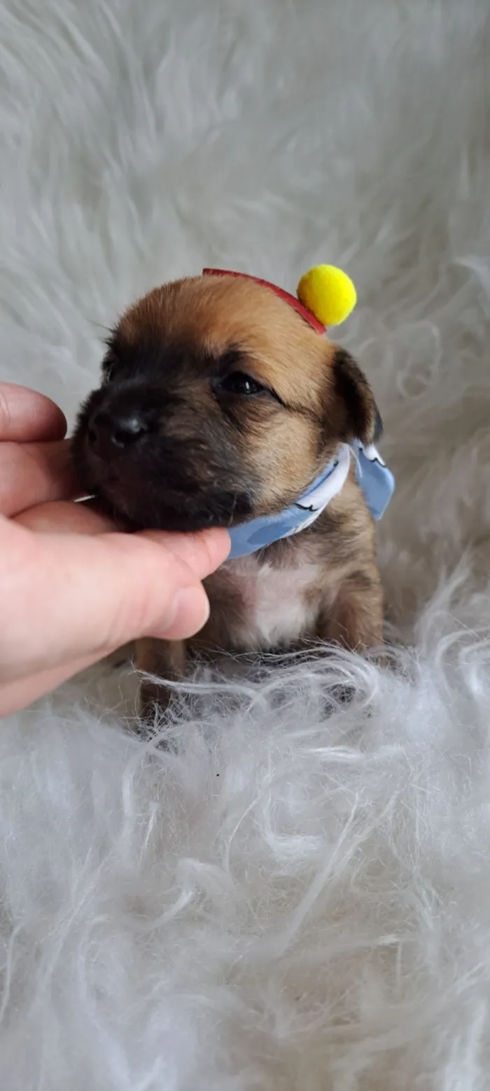 Cachorro raça SRD-ViraLata idade Abaixo de 2 meses nome Maria Rita