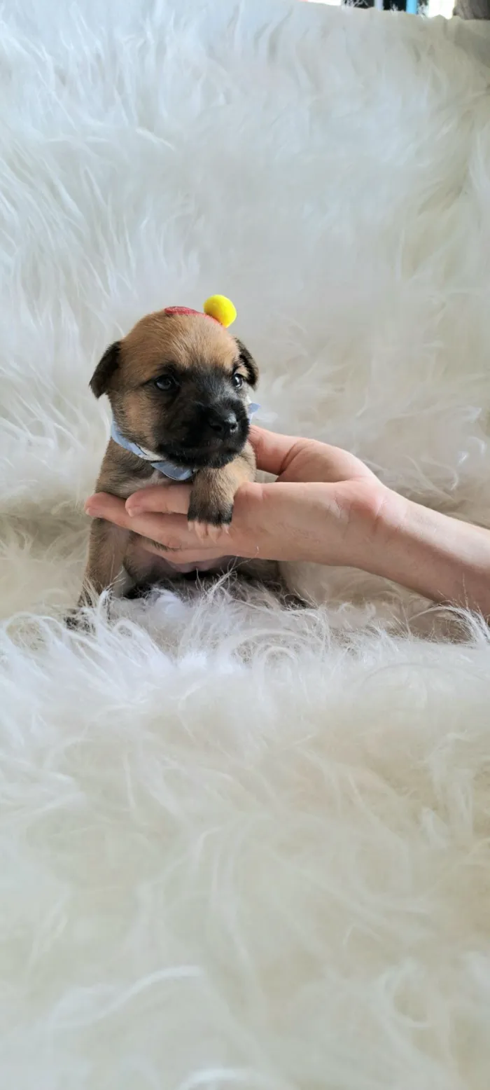 Cachorro raça SRD-ViraLata idade Abaixo de 2 meses nome Maria Rita