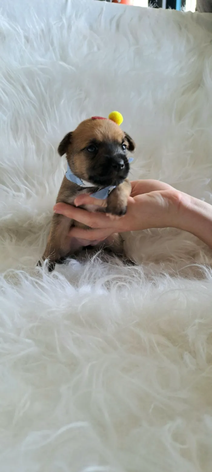 Cachorro raça SRD-ViraLata idade Abaixo de 2 meses nome Maria Rita