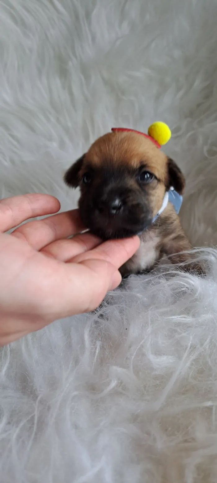 Cachorro raça SRD-ViraLata idade Abaixo de 2 meses nome Maria Rita