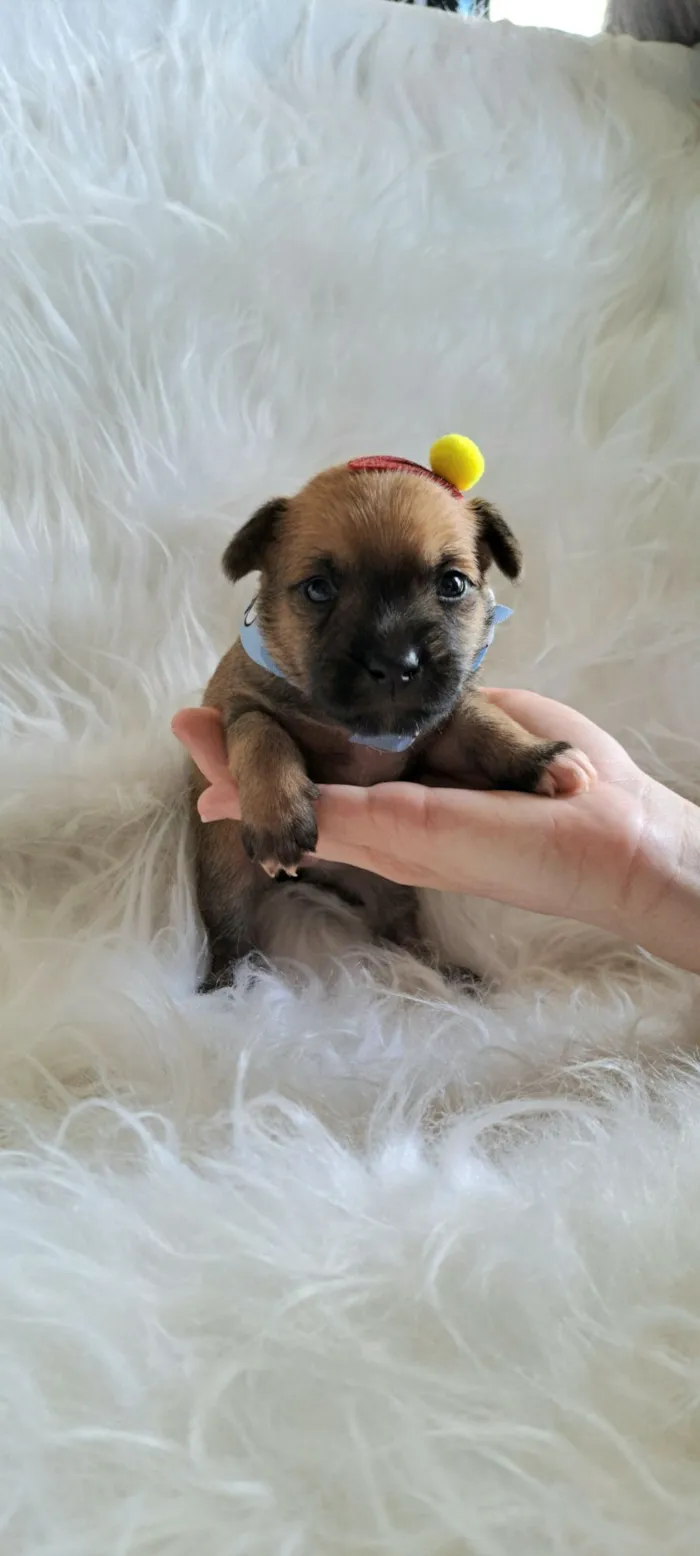 Cachorro raça SRD-ViraLata idade Abaixo de 2 meses nome Maria Rita