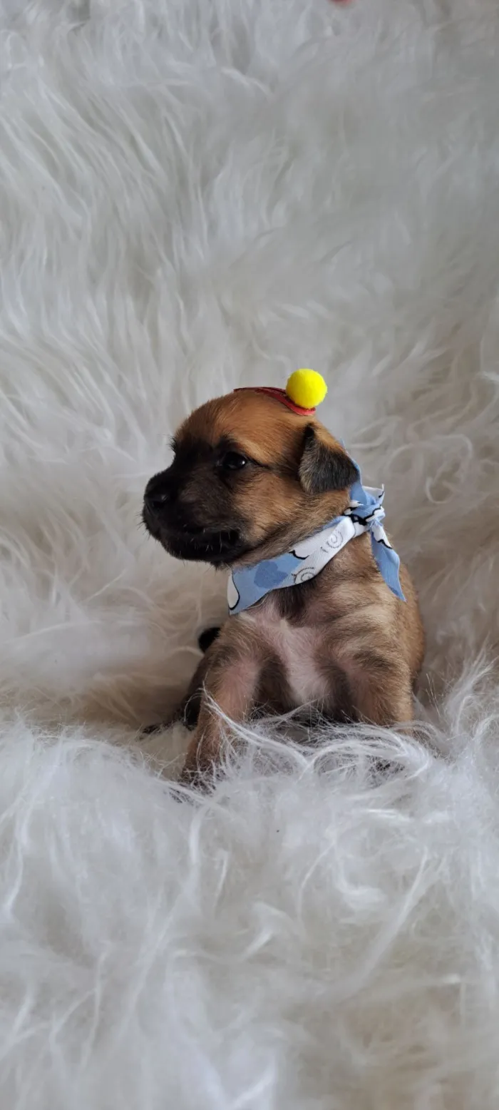 Cachorro raça SRD-ViraLata idade Abaixo de 2 meses nome Maria Rita