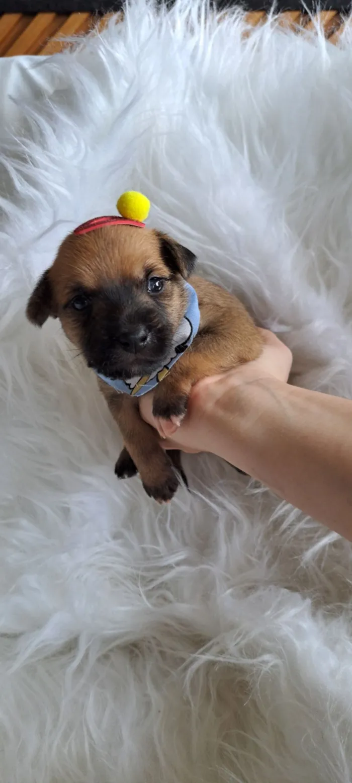 Cachorro raça SRD-ViraLata idade Abaixo de 2 meses nome Maria Rita