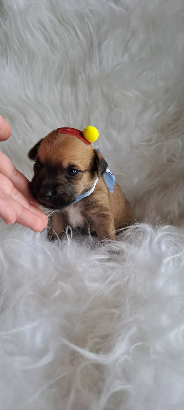 Cachorro raça SRD-ViraLata idade Abaixo de 2 meses nome Maria Rita