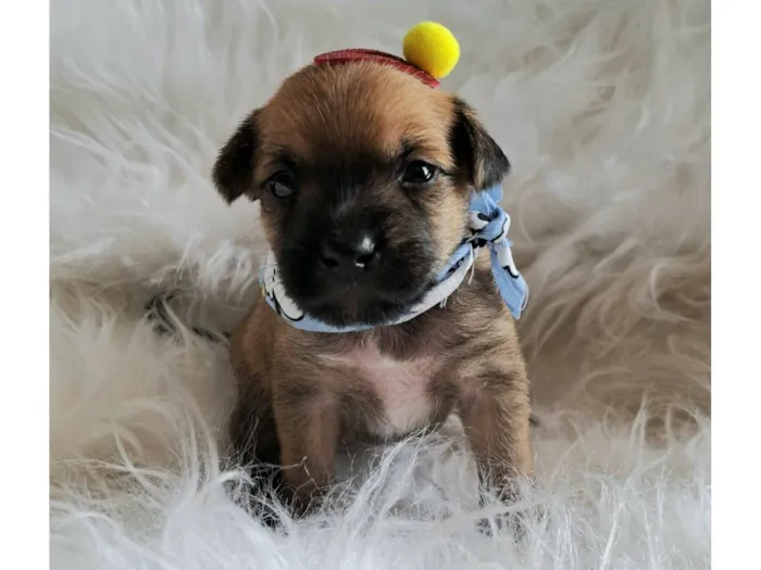 Cachorro raça SRD-ViraLata idade Abaixo de 2 meses nome Maria Rita