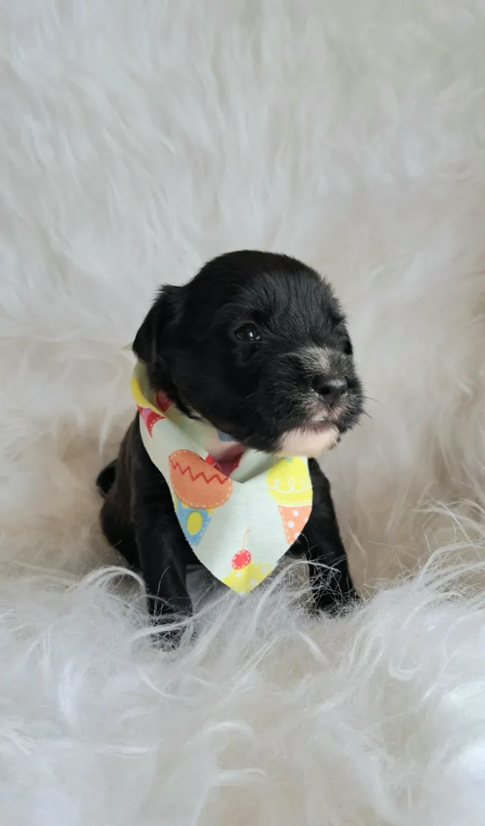 Cachorro raça SRD-ViraLata idade 2 a 6 meses nome Ney