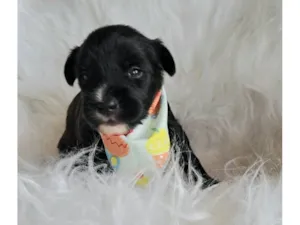 Cachorro raça SRD-ViraLata idade 2 a 6 meses nome Ney