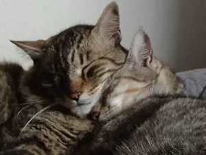 Gato raça SRD-ViraLata idade 4 anos nome Gordo