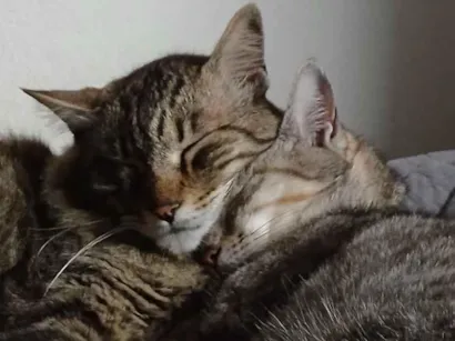 Gato raça SRD-ViraLata idade 4 anos nome Gordo