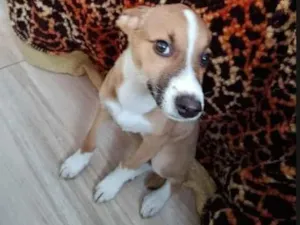Cachorro raça SRD-ViraLata idade 2 a 6 meses nome mel 
