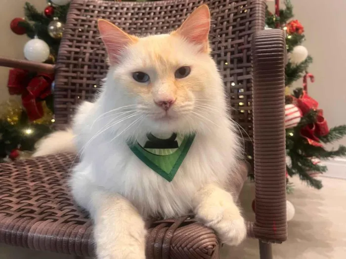 Gato raça SRD-ViraLata idade 6 ou mais anos nome Hulk