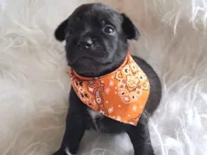 Cachorro raça SRD-ViraLata idade 2 a 6 meses nome Pepeu