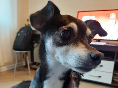 Cachorro raça SRD-ViraLata idade 6 ou mais anos nome Piqui