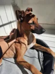 Cachorro raça SRD-ViraLata idade 1 ano nome Zara