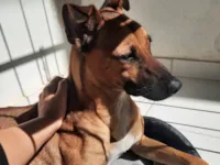 Cachorro raça SRD-ViraLata idade 1 ano nome Zara