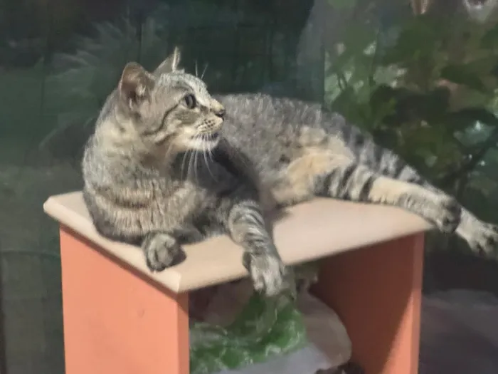 Gato raça SRD-ViraLata idade 7 a 11 meses nome Juca