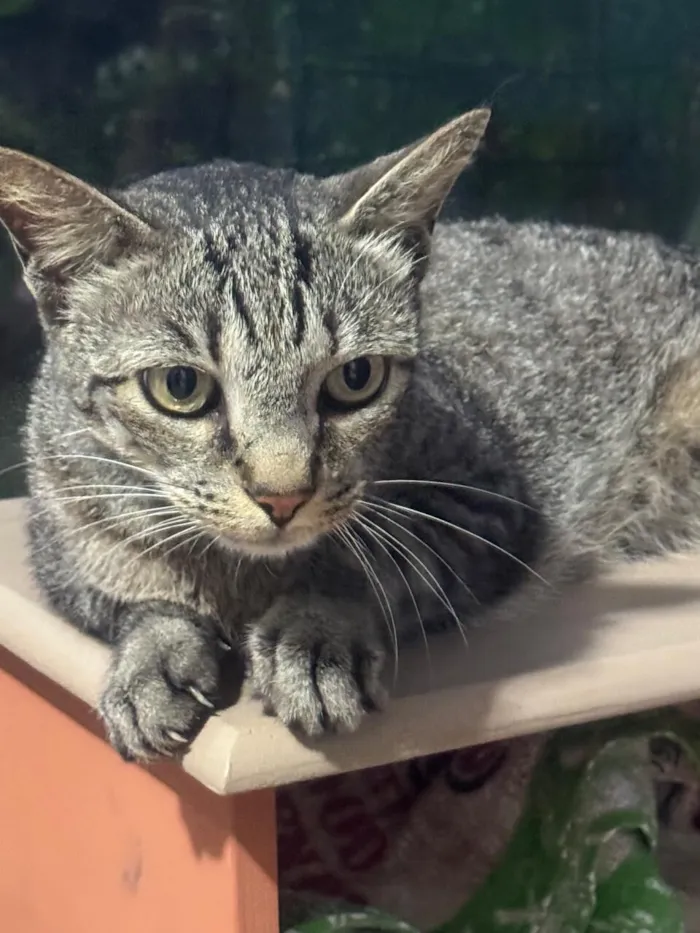 Gato raça SRD-ViraLata idade 7 a 11 meses nome Juca