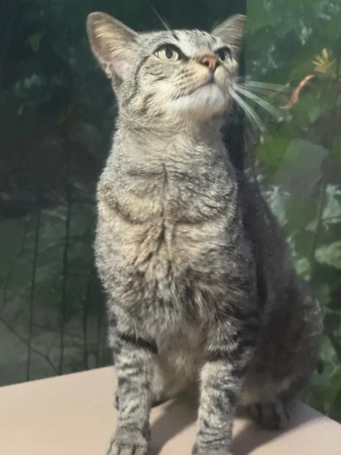 Gato raça SRD-ViraLata idade 7 a 11 meses nome Juca