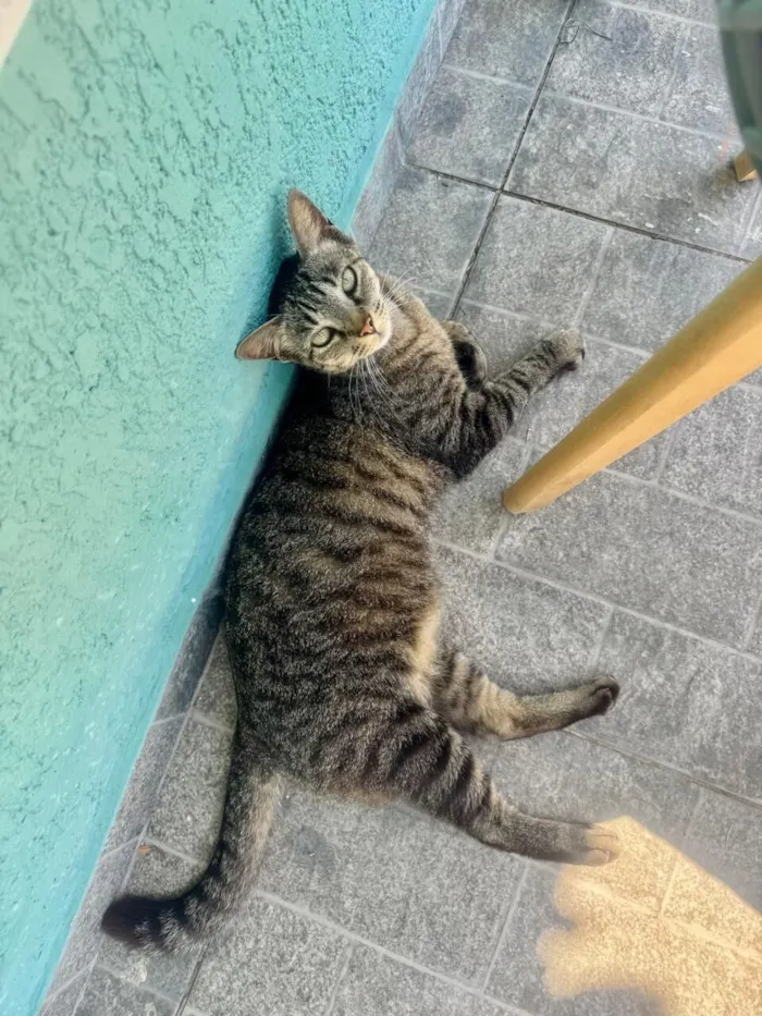 Gato raça SRD-ViraLata idade 7 a 11 meses nome Juca