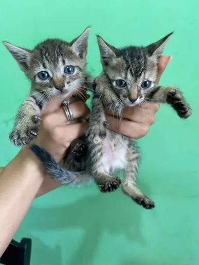 Gato raça SRD-ViraLata idade Abaixo de 2 meses nome gatinha e gatinho
