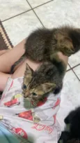 gatinha e gatinho