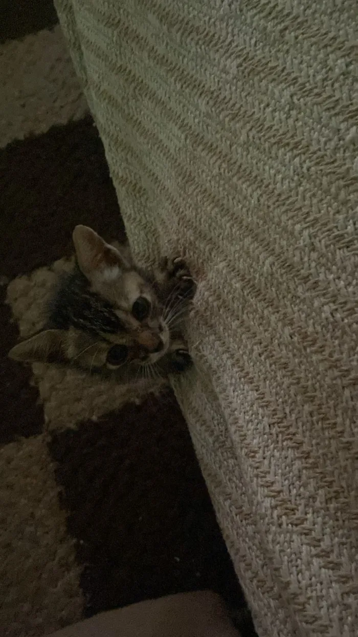 Gato raça SRD-ViraLata idade Abaixo de 2 meses nome gatinha e gatinho