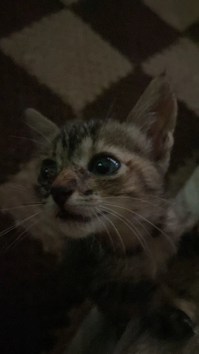 Gato raça SRD-ViraLata idade Abaixo de 2 meses nome gatinho e gatinha(nao dei nome)