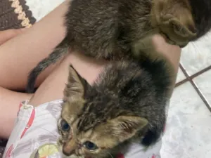 Gato raça SRD-ViraLata idade Abaixo de 2 meses nome gatinho e gatinha(nao dei nome)