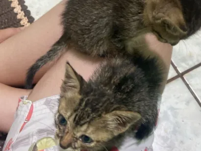 Gato raça SRD-ViraLata idade Abaixo de 2 meses nome gatinho e gatinha(nao dei nome)