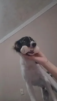 Cachorro raça SRD-ViraLata idade 7 a 11 meses nome Scooby 