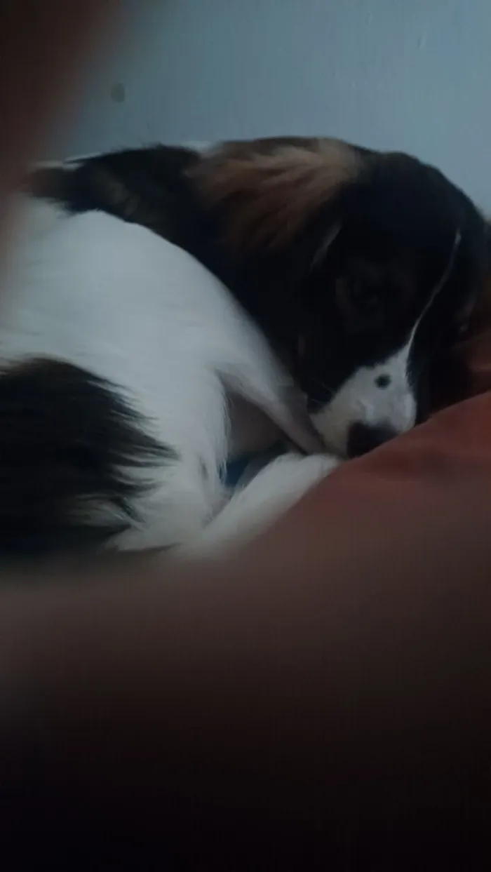 Cachorro raça SRD-ViraLata idade 7 a 11 meses nome Scooby 