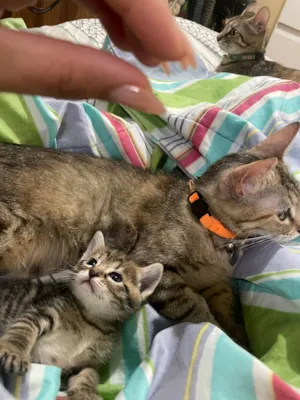 Gato raça SRD-ViraLata idade 2 a 6 meses nome Pretinha 