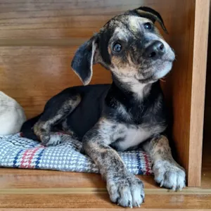 Cachorro raça SRD-ViraLata idade Abaixo de 2 meses nome Pretinho