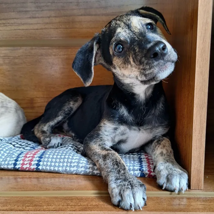 Cachorro raça SRD-ViraLata idade Abaixo de 2 meses nome Pretinho