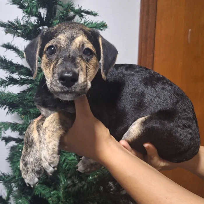 Cachorro raça SRD-ViraLata idade Abaixo de 2 meses nome Pretinho