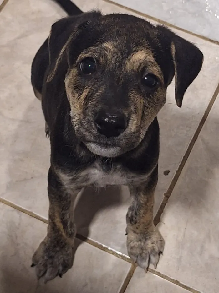 Cachorro raça SRD-ViraLata idade Abaixo de 2 meses nome Pretinho