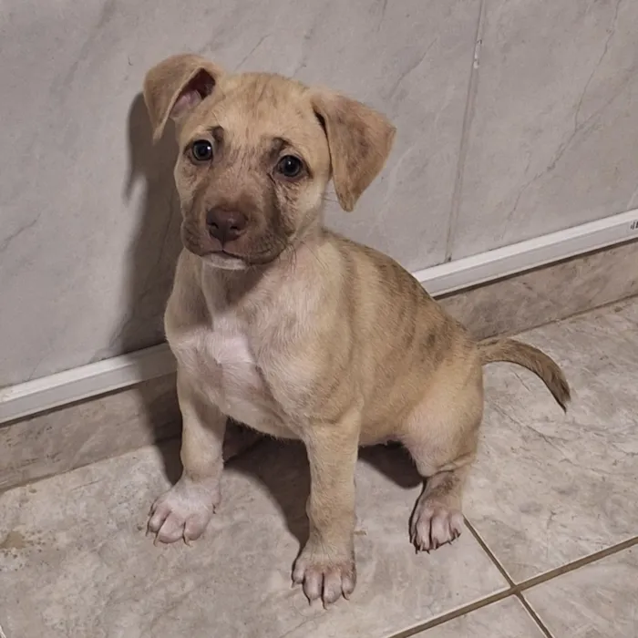 Cachorro raça SRD-ViraLata idade Abaixo de 2 meses nome Branquinha