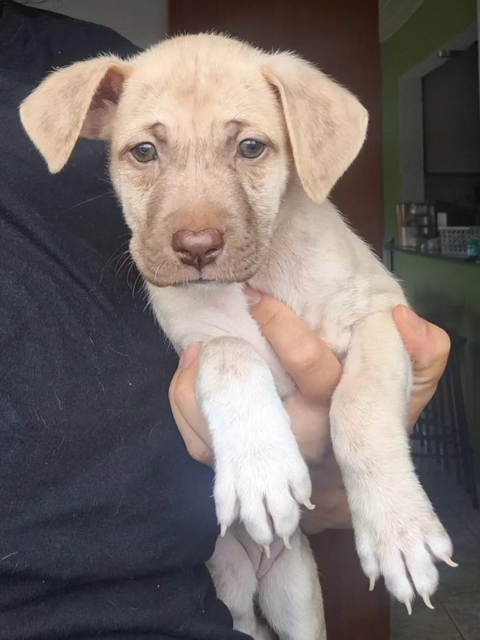 Cachorro raça SRD-ViraLata idade Abaixo de 2 meses nome Branquinha