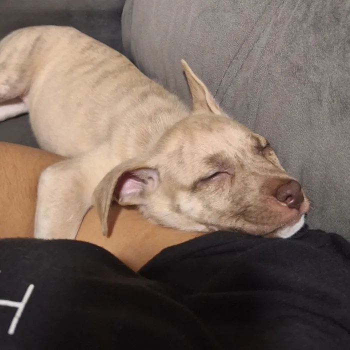 Cachorro raça SRD-ViraLata idade Abaixo de 2 meses nome Branquinha