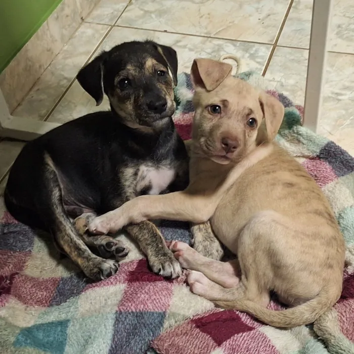 Cachorro raça SRD-ViraLata idade Abaixo de 2 meses nome Branquinha