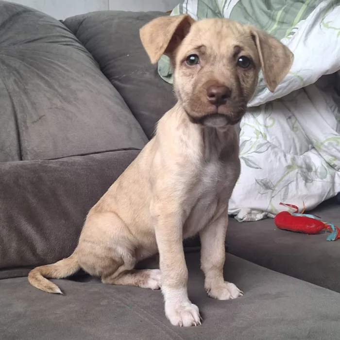 Cachorro raça SRD-ViraLata idade Abaixo de 2 meses nome Branquinha