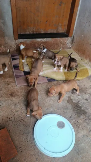 Cachorro raça SRD-ViraLata idade Abaixo de 2 meses nome Filhotes 