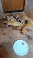 Cachorro raça SRD-ViraLata idade Abaixo de 2 meses nome Filhotes 