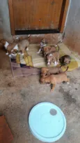Cachorro raça SRD-ViraLata idade Abaixo de 2 meses nome Filhotes 