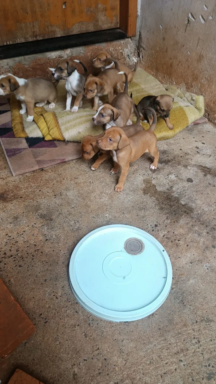 Cachorro raça SRD-ViraLata idade Abaixo de 2 meses nome Filhotes 
