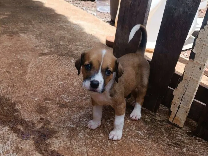 Cachorro raça SRD-ViraLata idade 2 a 6 meses nome Filhotes 