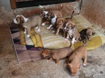 Cachorro raça SRD-ViraLata idade 2 a 6 meses nome Filhotes 