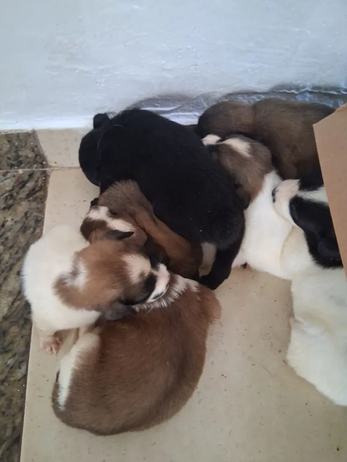 Cachorro raça SRD-ViraLata idade Abaixo de 2 meses nome Varios